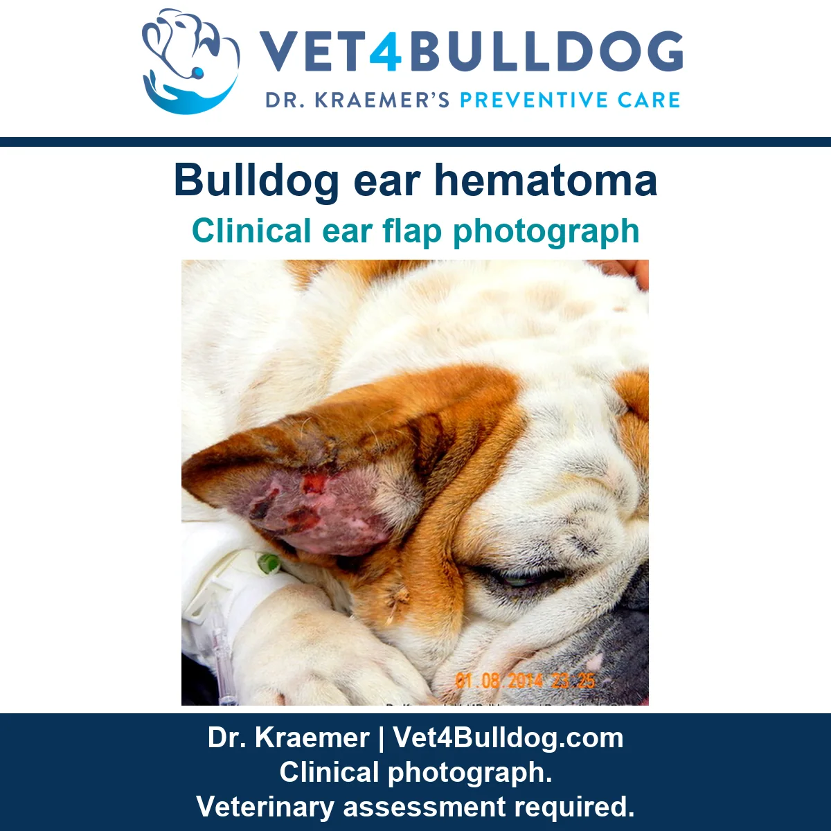 Original Bulldog clinical photograph showing a swollen, reddened ear flap while resting on a towel.