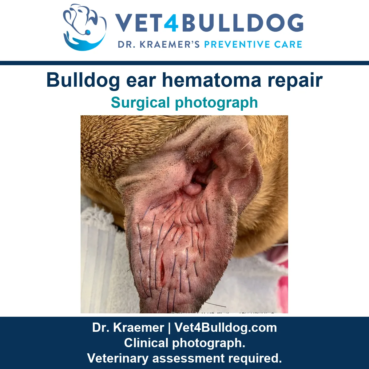 Original Bulldog ear hematoma surgical photograph showing sutures across the ear flap.