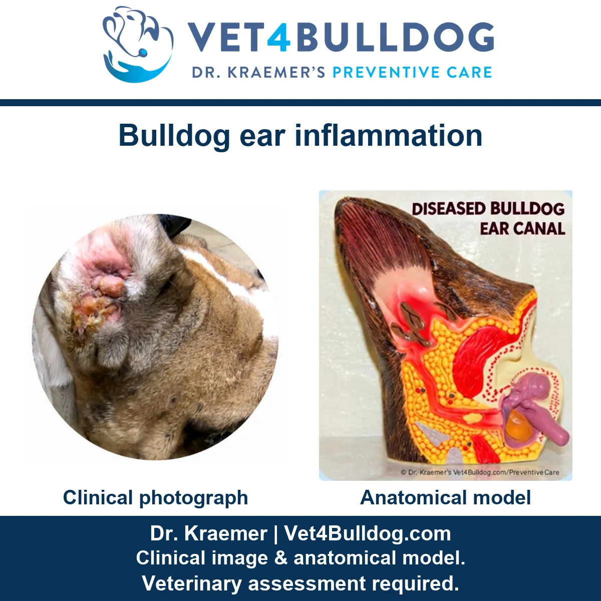 Original inflamed Bulldog ear photograph beside an anatomical model of a diseased ear canal.