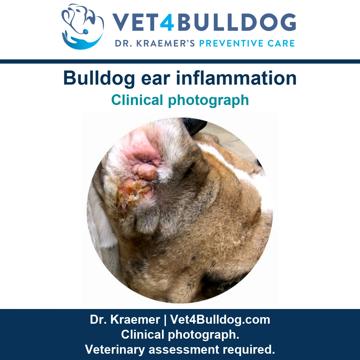 Original Bulldog ear examination photograph showing swollen nodular tissue and yellow discharge.