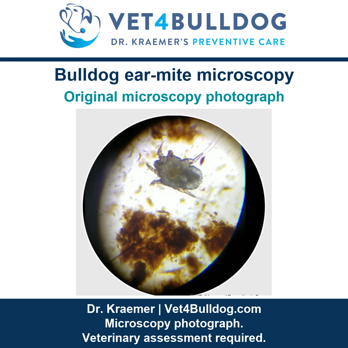 Original brown ear-mite microscopy photograph showing a single specimen amid ear debris.