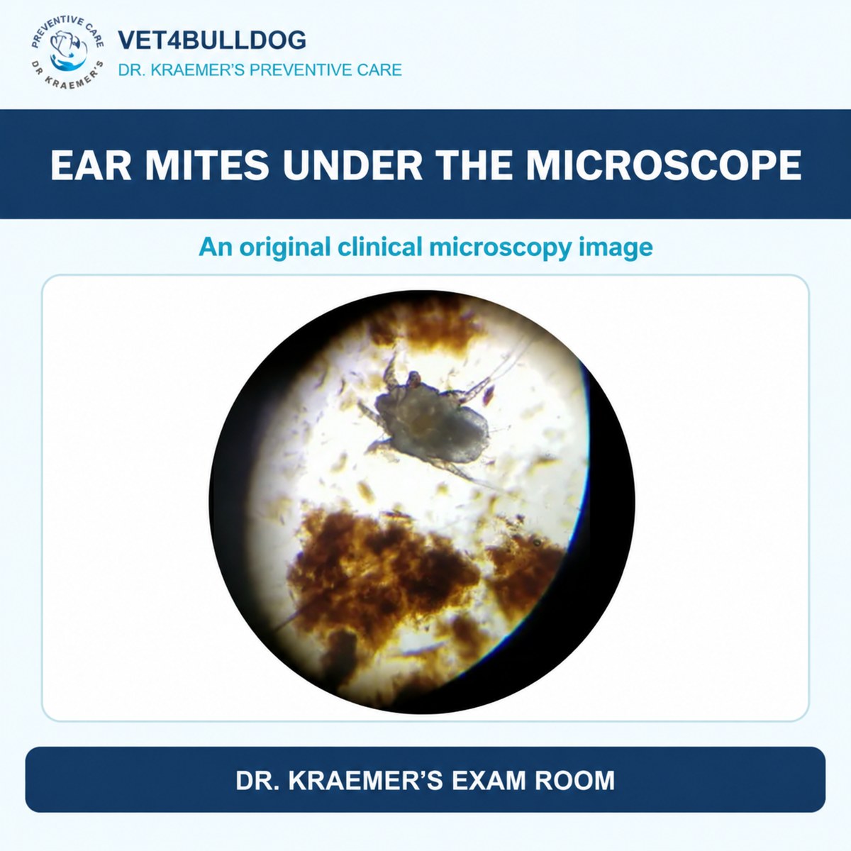 Original microscope photograph of an ear mite amid ear debris.