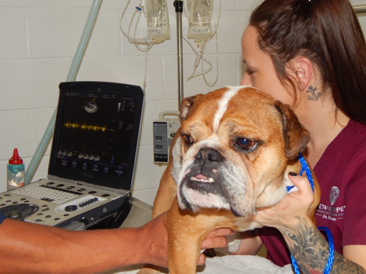 Bulldog supported beside an echocardiography machine during a heart ultrasound examination
