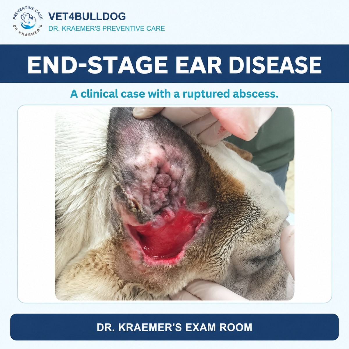 Clinical Bulldog photograph showing advanced ear disease with a ruptured abscess below the ear.
