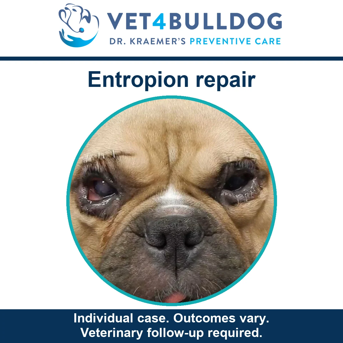 Fawn Bulldog after entropion repair showing sutures around both eyelids