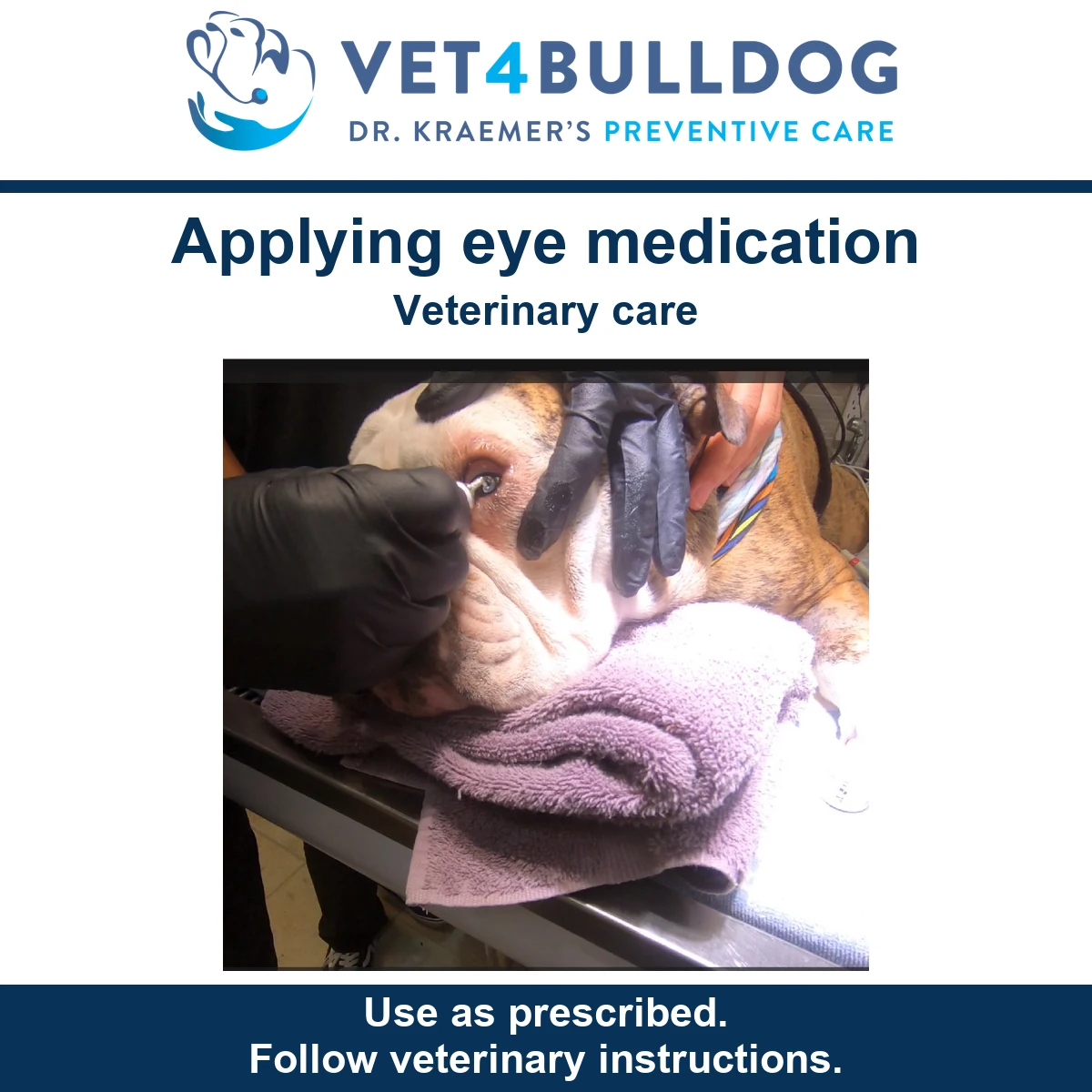 Bulldog eye held open with gloved hands while eye medication is applied during veterinary care.