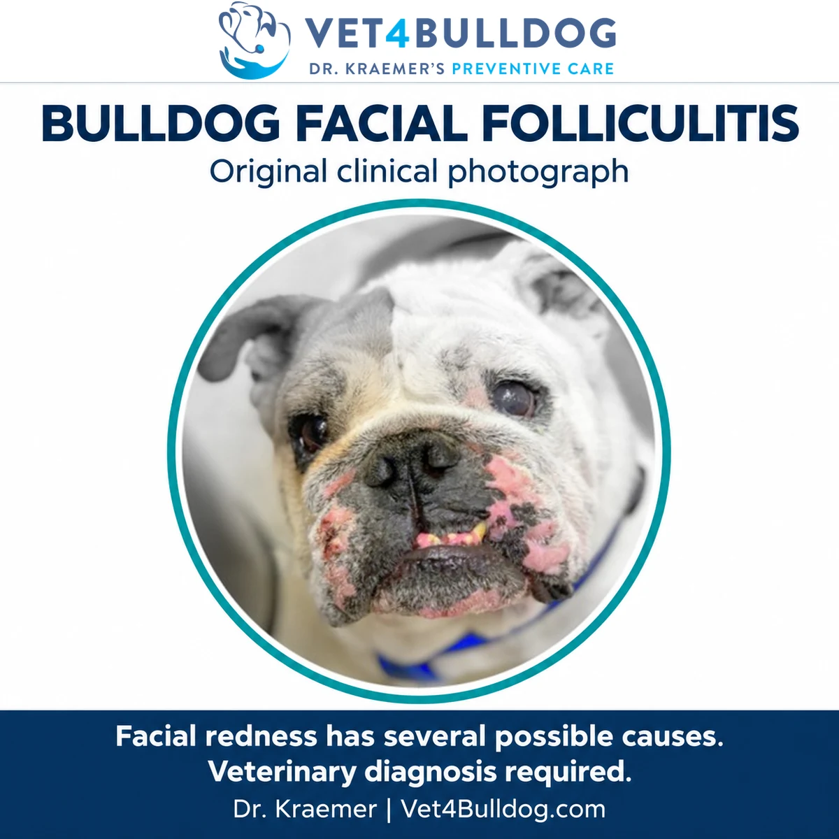 Grey Bulldog with patchy redness around the muzzle in Dr. Kraemer’s original clinical photograph.