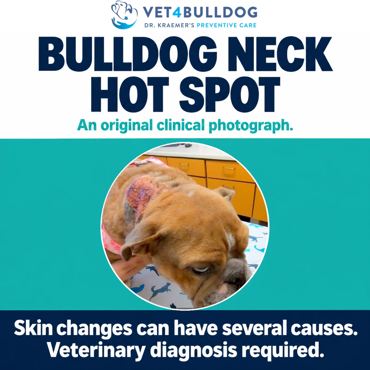 Fawn Bulldog with an inflamed patch behind the ear during a veterinary examination of the neck.
