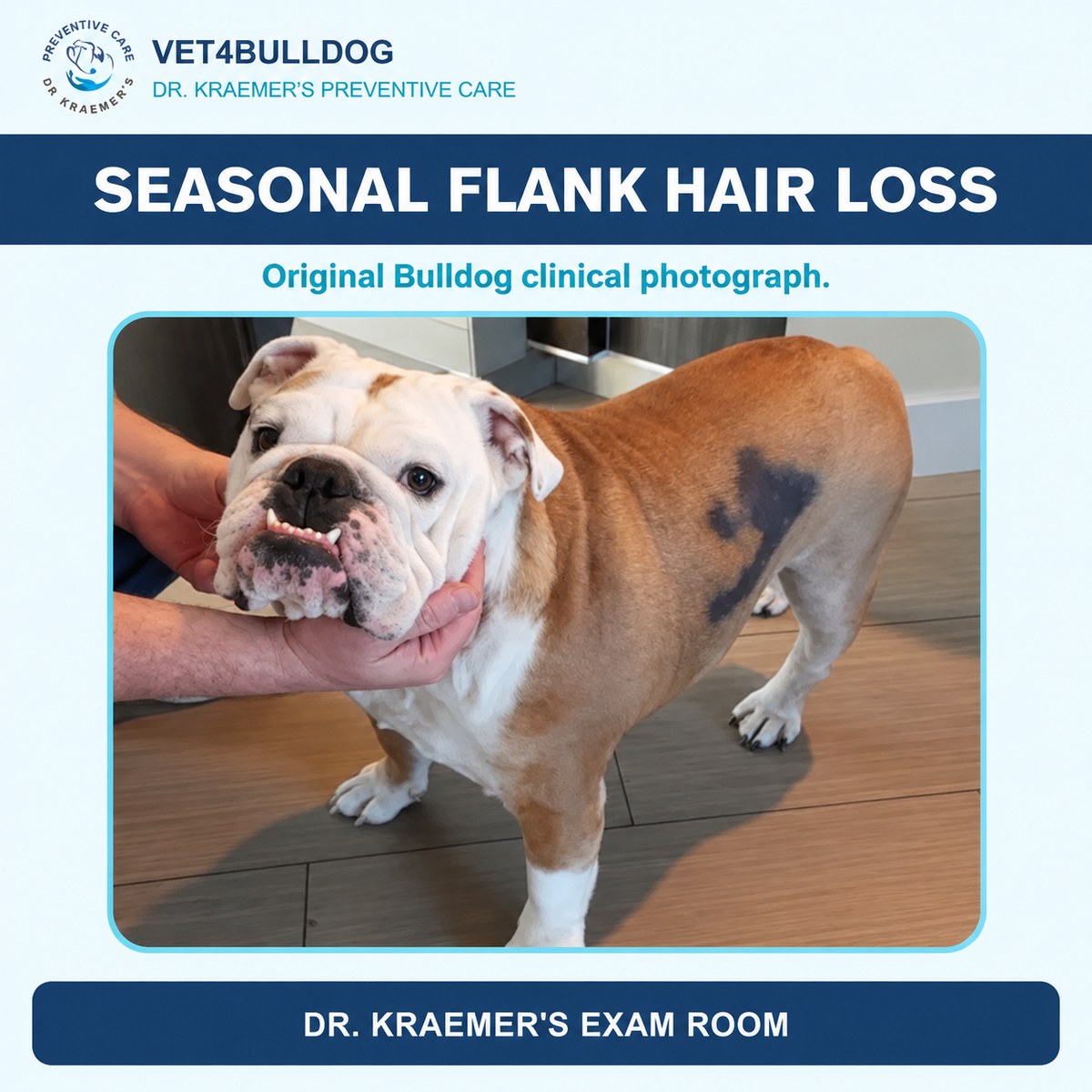 Original Bulldog patient photograph showing a dark bald patch on the flank.