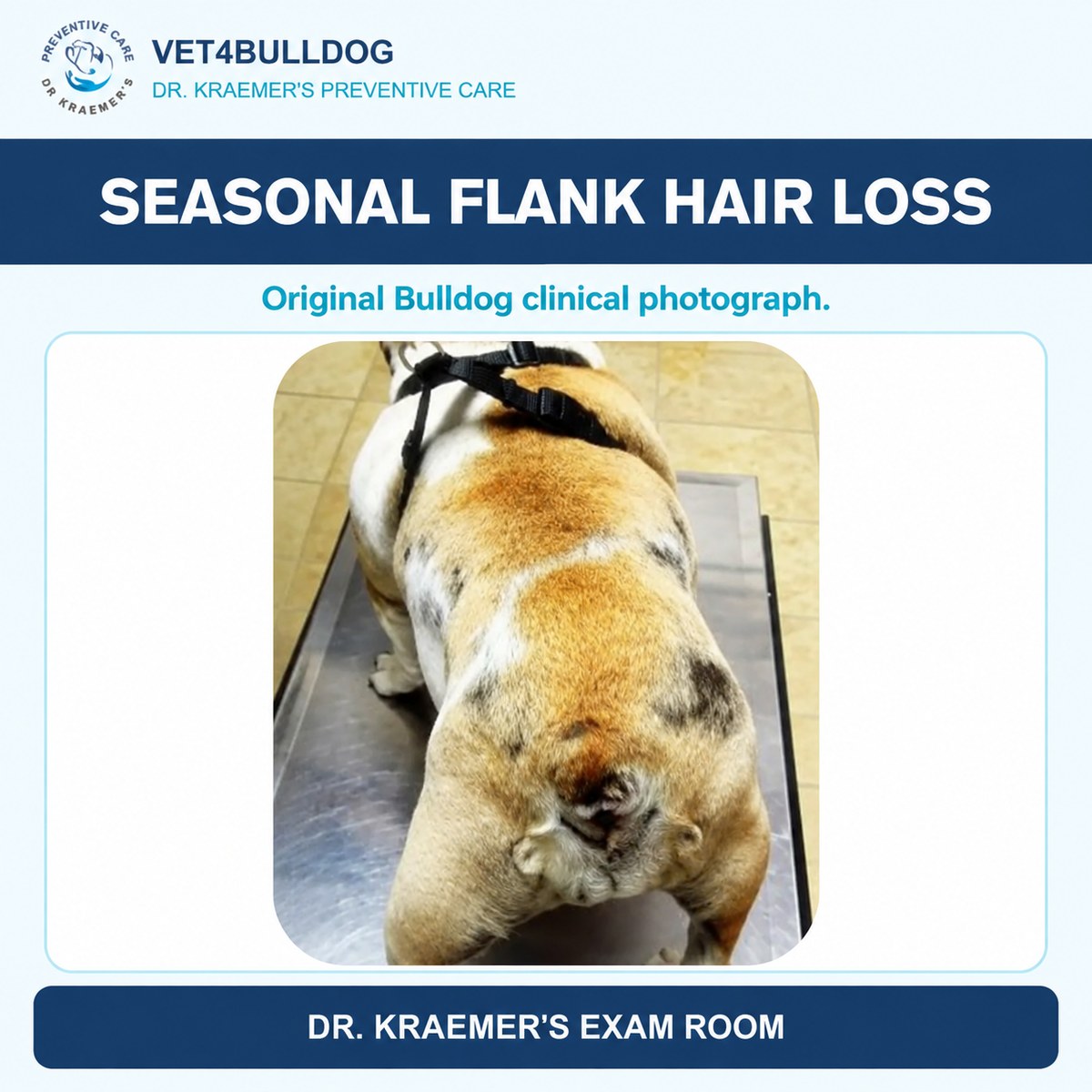 Original rear-view Bulldog clinical photograph showing areas of flank hair loss.