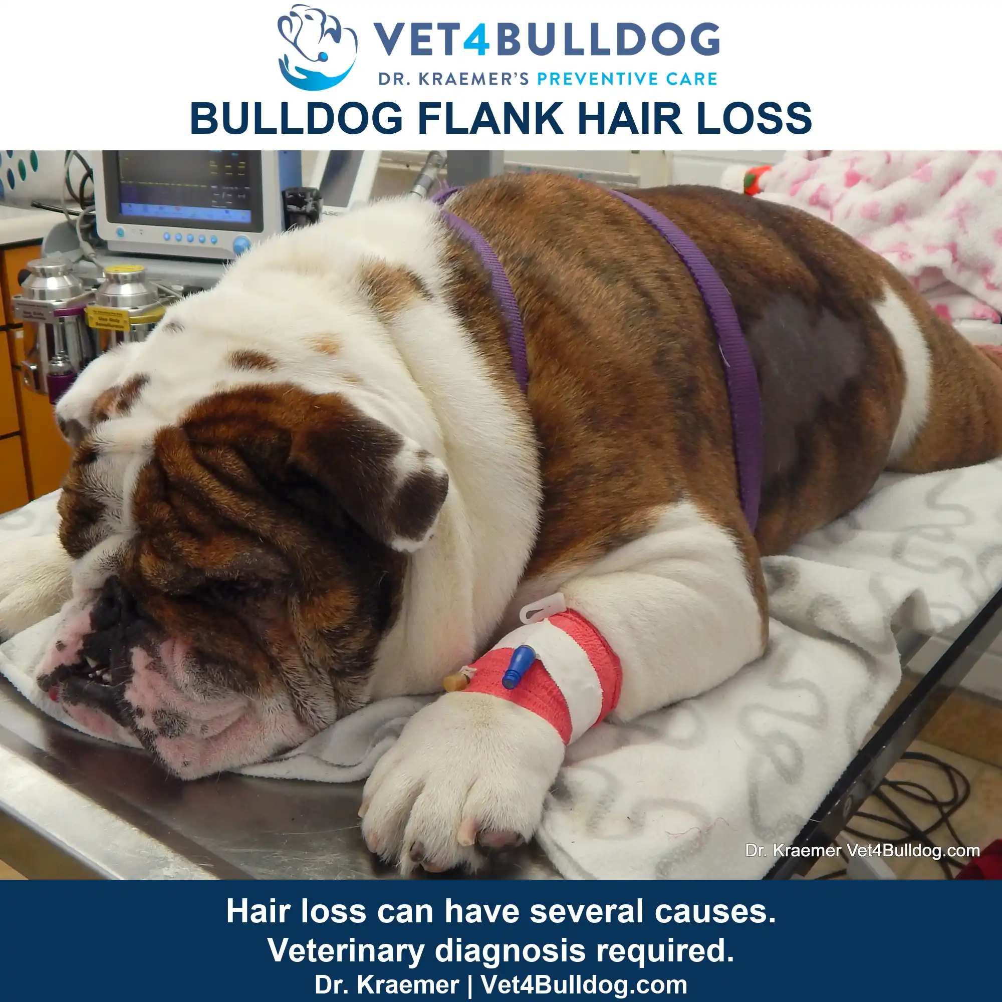 Brindle and white Bulldog lying on an examination table with a dark hairless flank patch and a bandaged foreleg.