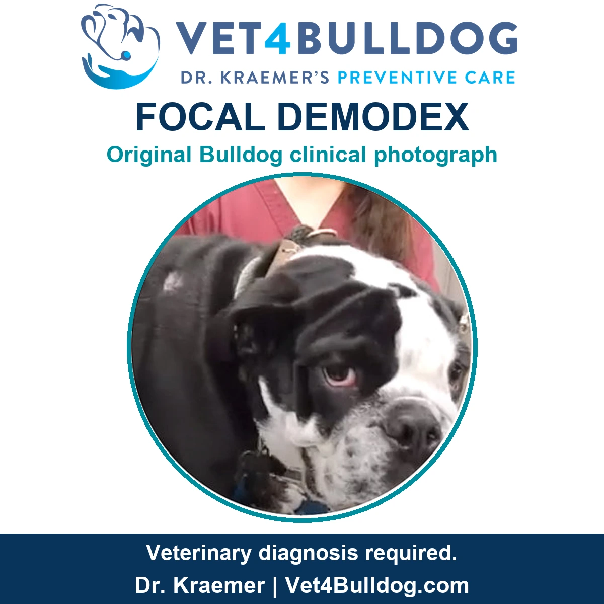 Original black-and-white Bulldog puppy photograph showing localized hair loss on the shoulder in a focal Demodex case.