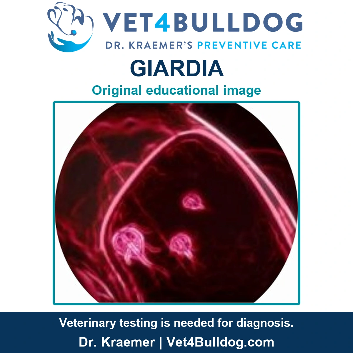 Original magenta Giardia educational image from Dr. Kraemer's Bulldog clinical library.