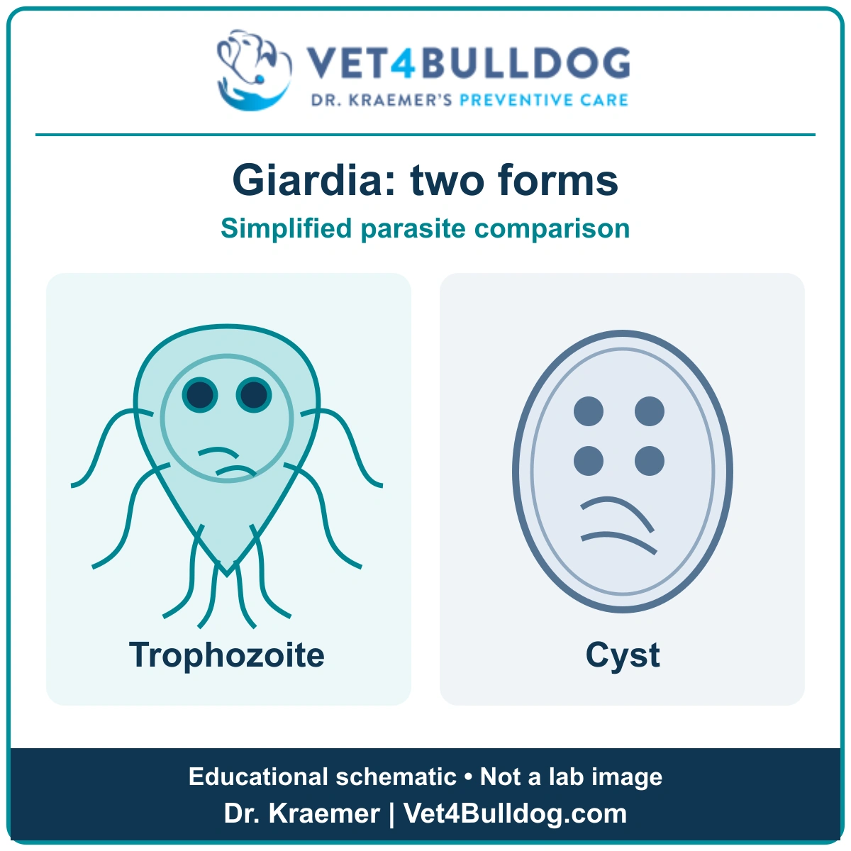 Educational diagram comparing the pear-shaped Giardia trophozoite and oval cyst; simplified, not a laboratory image.