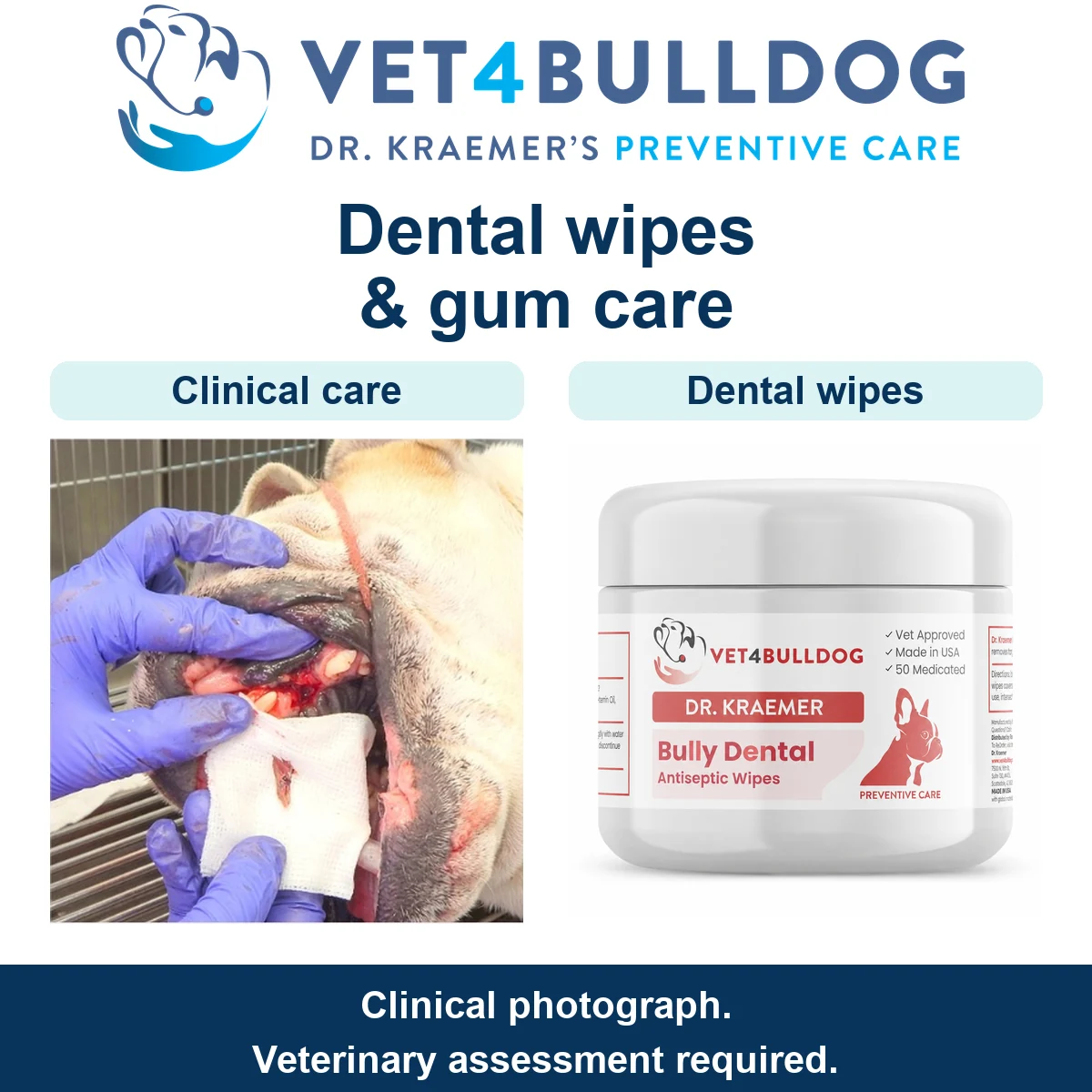 Bulldog receiving veterinary gum care beside a jar of Bully Dental Antiseptic Wipes.