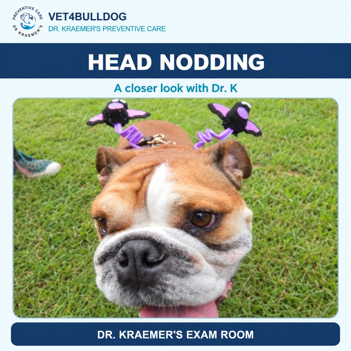 Bulldog patient pictured in Dr. Kraemer’s head nodding guide