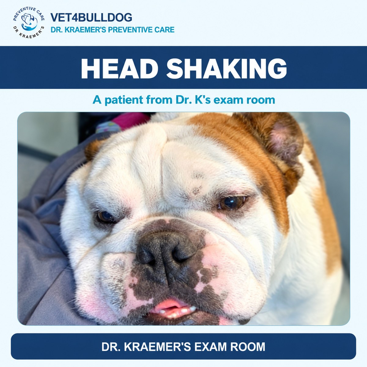 Bulldog patient pictured in the head shaking guide