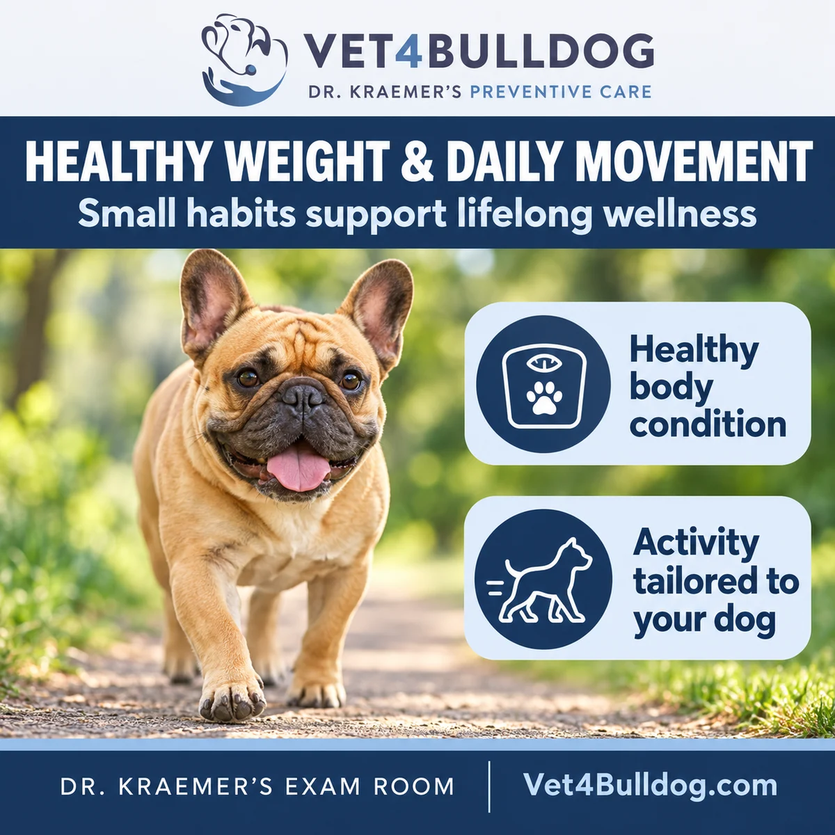French Bulldog walking outdoors: healthy weight and daily movement
