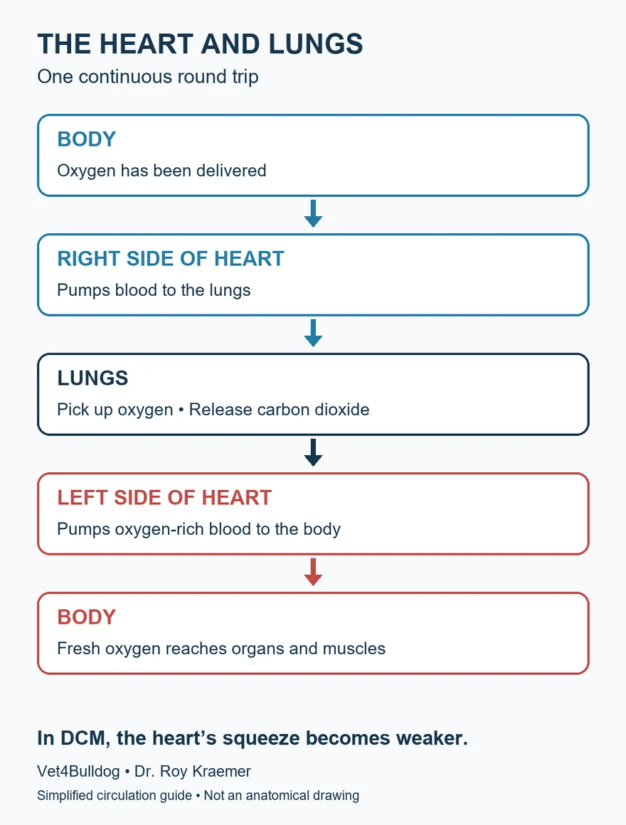 Circulation guide showing body to right heart to lungs to left heart and back to body