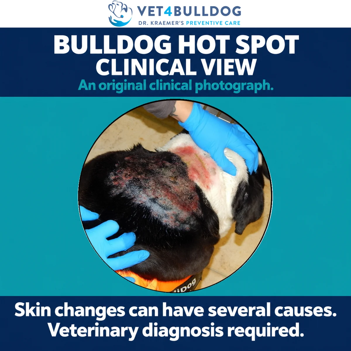 Black and white Bulldog with a red inflamed skin area examined by gloved hands in a clinical photograph.