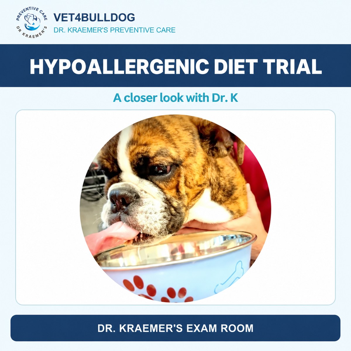 Hypoallergenic Diet Trial - Dr. Kraemer Exam Room Original Bulldog beside a food bowl in the hypoallergenic diet guide from Dr. Kraemer.