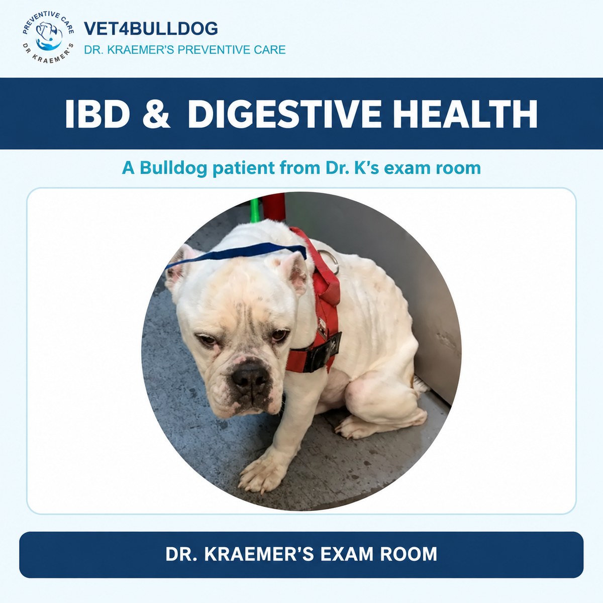 Bulldog patient wearing a red harness in Dr. Kraemer’s IBD guide