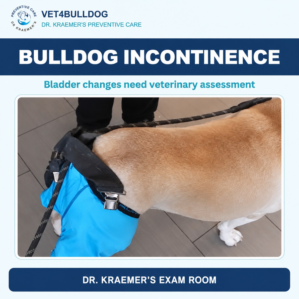 Bulldog wearing a blue diaper during assessment of urinary incontinence.