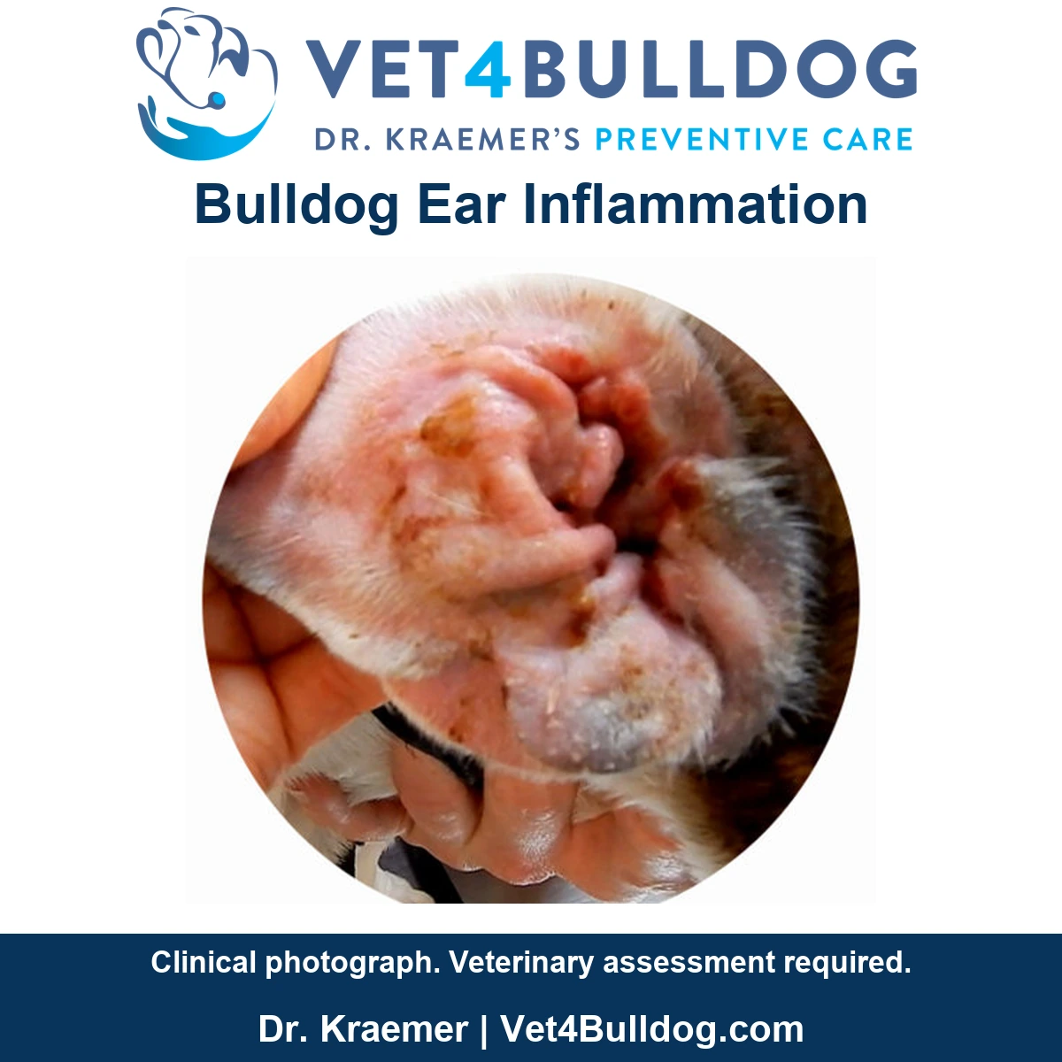Original Bulldog ear photograph showing inflamed folds and crusting beside the examiner’s fingers.