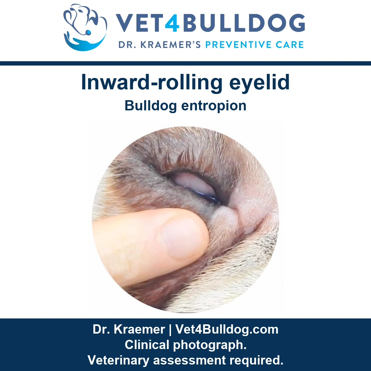 Original Bulldog clinical photograph showing inward rolling of the eyelid, branded Vet4Bulldog Dr. Kraemer.