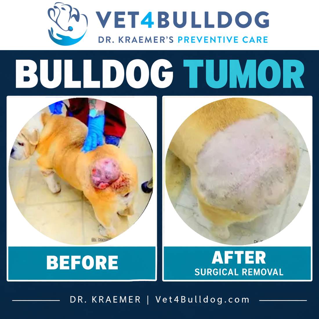 Original Bulldog clinical photographs showing a large tumor before surgery and the postoperative surgical site.