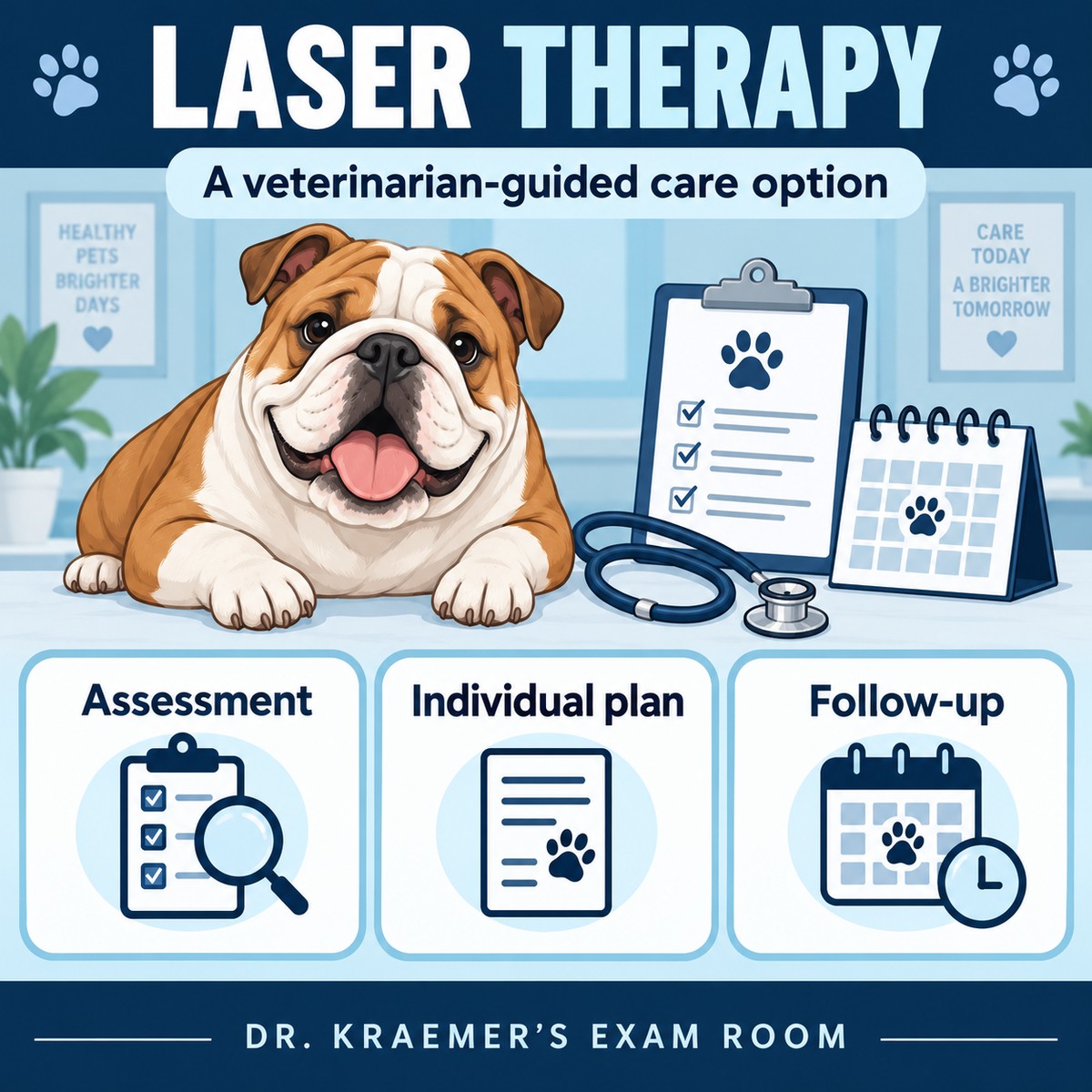 Conceptual laser therapy overview: veterinary assessment, an individual plan and follow-up care