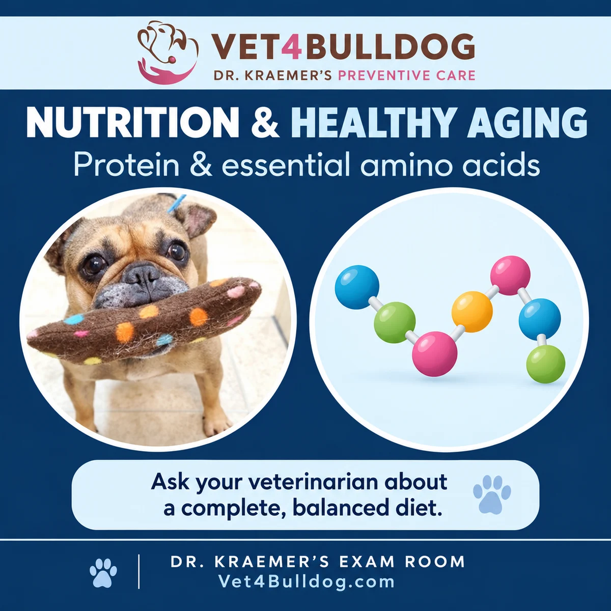 French Bulldog and a conceptual amino-acid chain: nutrition and healthy aging