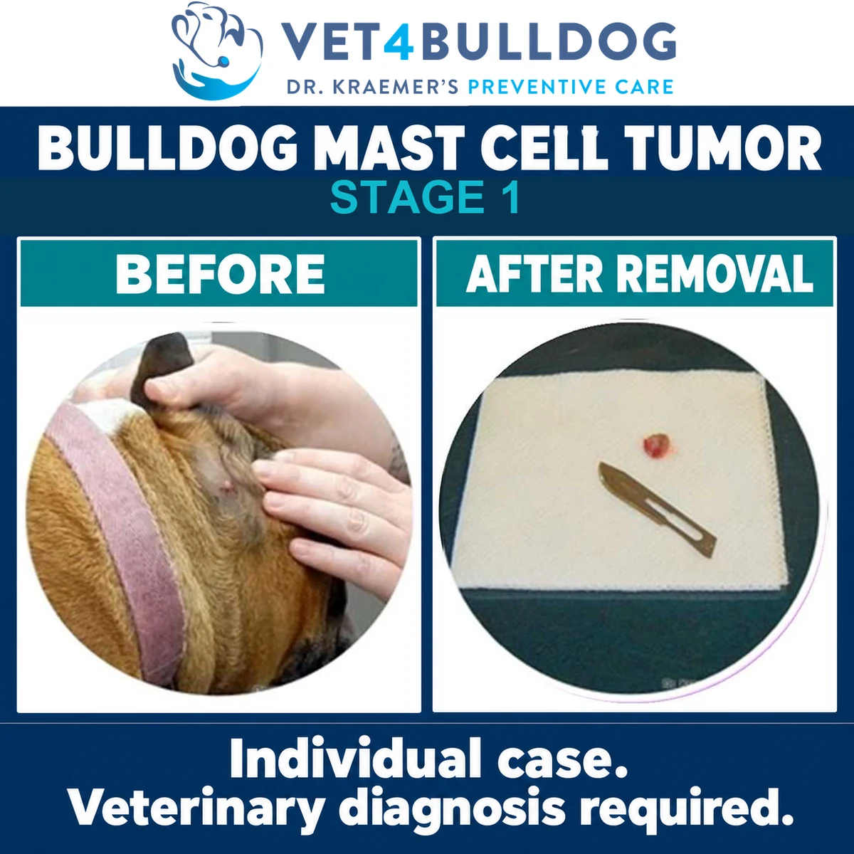 Bulldog mast cell tumor case showing the original growth and removed specimen.