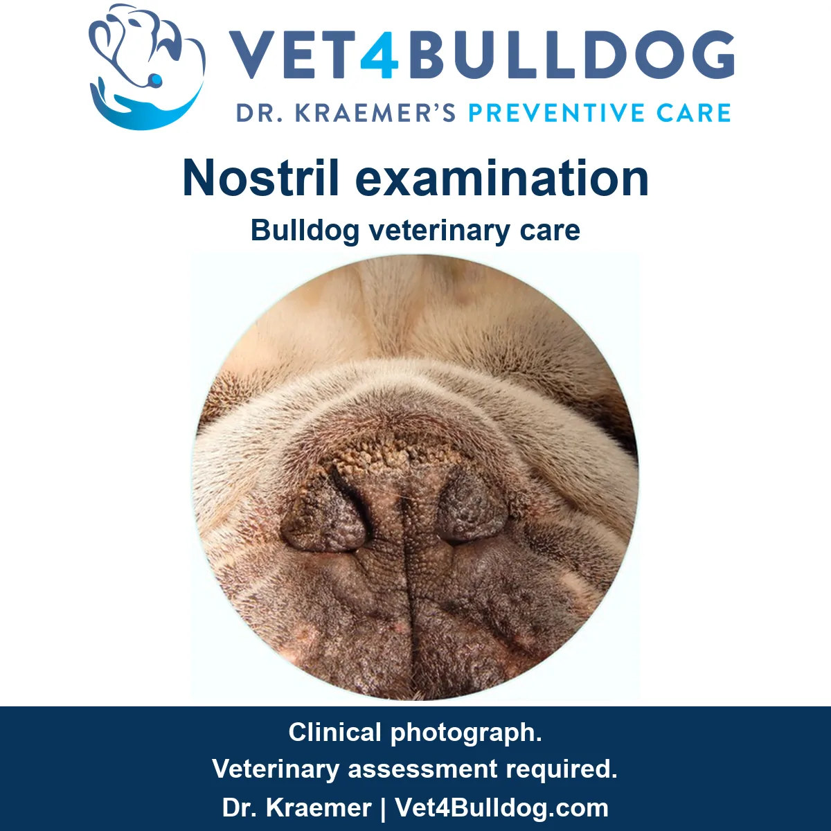 Original Bulldog nose examination photograph showing narrow nostrils, branded Vet4Bulldog Dr. Kraemer.