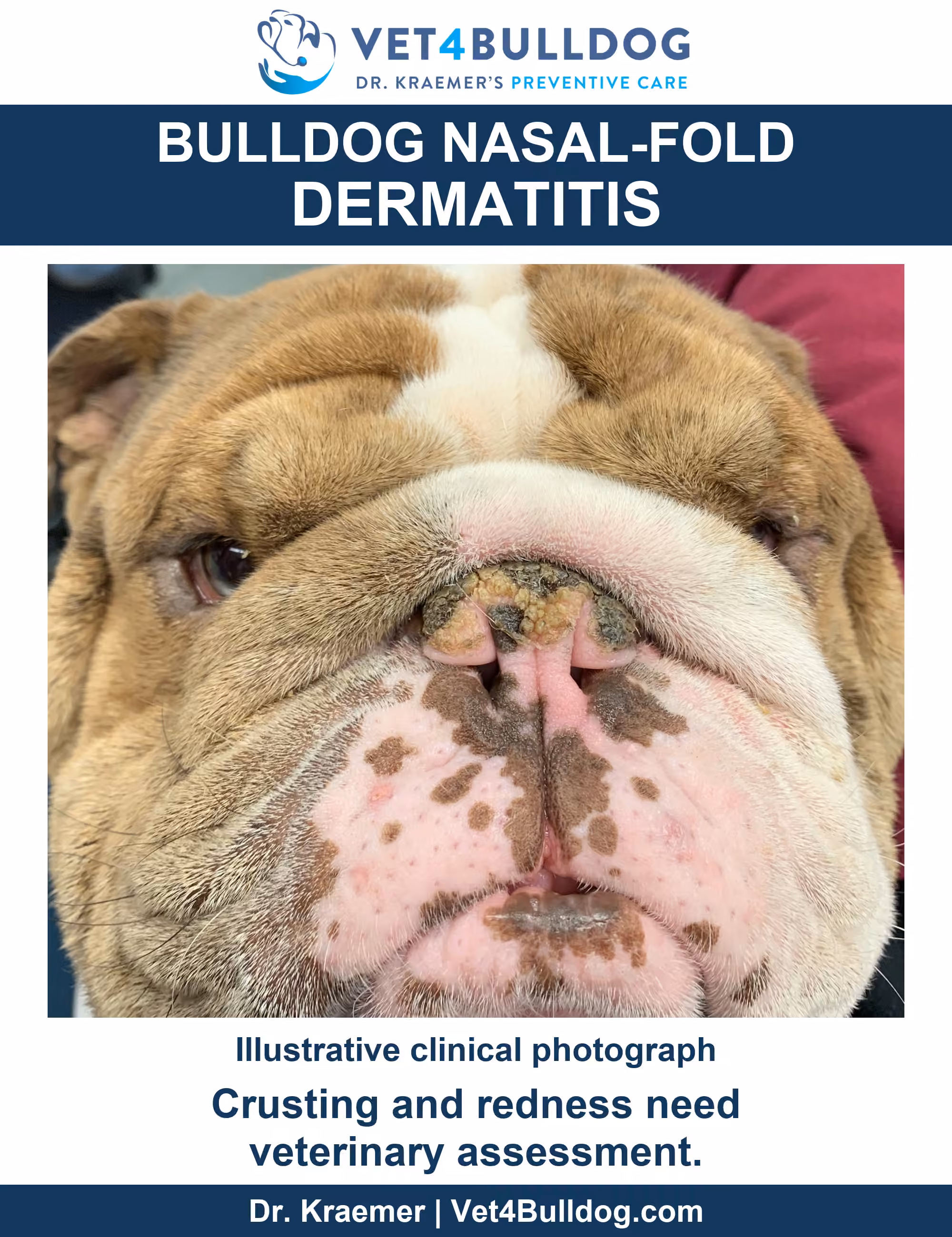 Illustrative Bulldog photograph showing crusting on the nose and redness along the overlying facial fold.