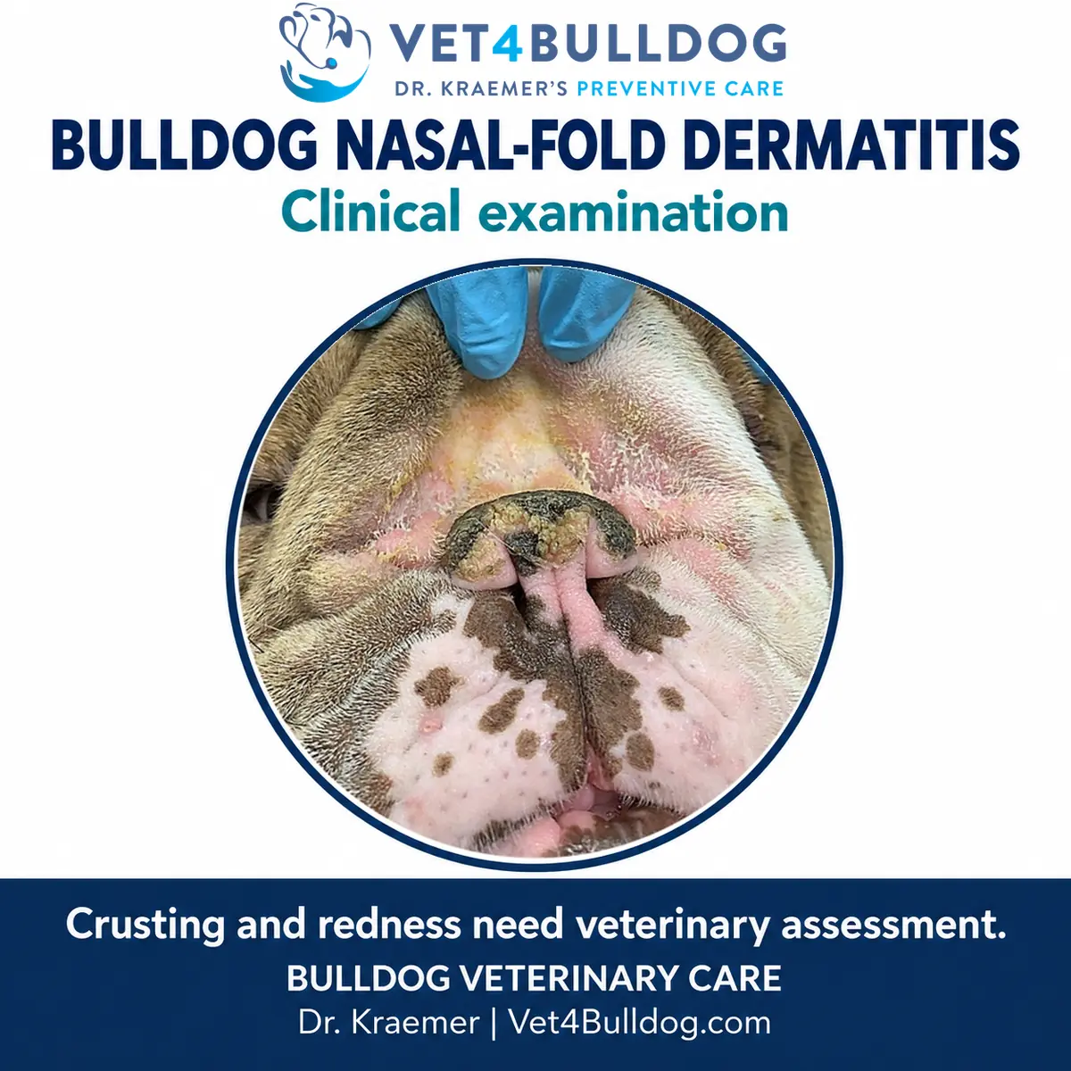 Original Bulldog nasal-fold examination showing blue-gloved fingers lifting the fold above a crusted nose.