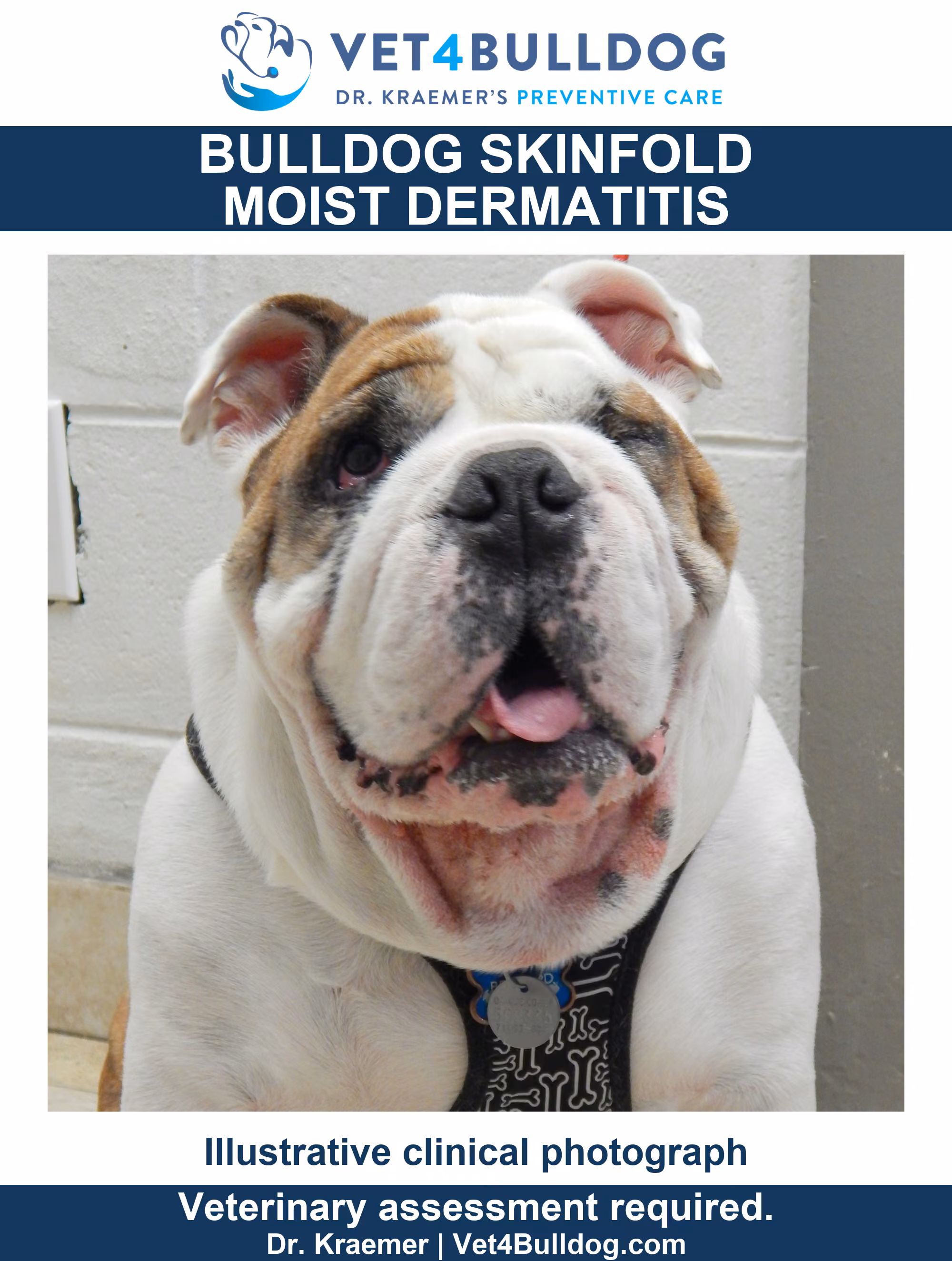 Illustrative English Bulldog with redness and sparse hair along the neck fold beneath the chin.
