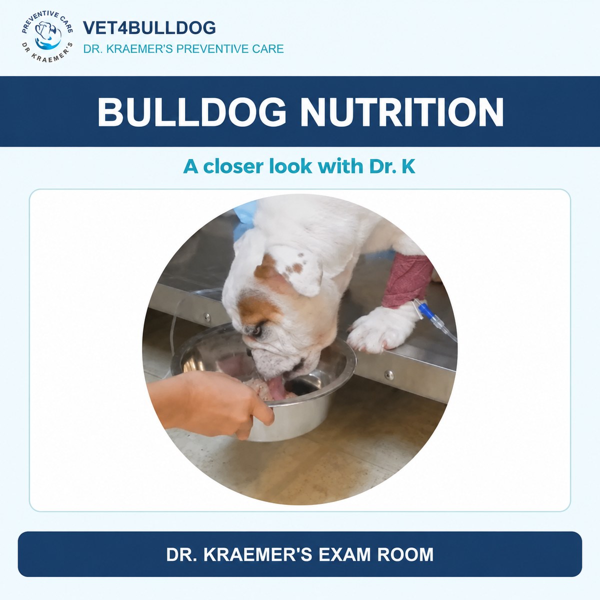 Bulldog eating from a metal bowl during a veterinary visit
