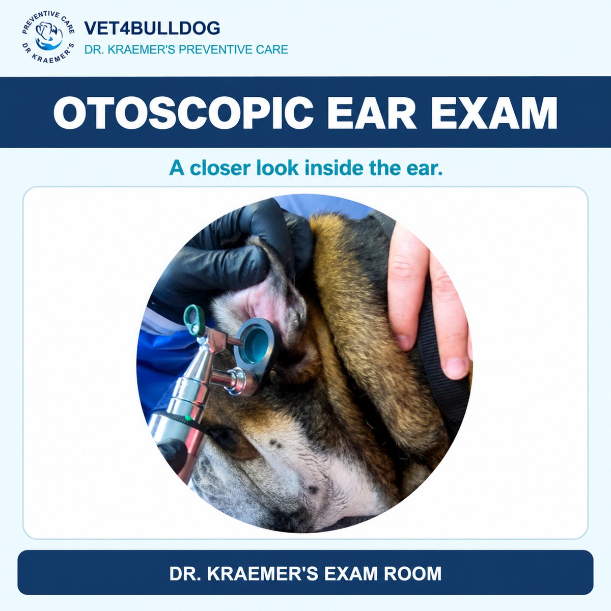 Bulldog undergoing an otoscopic ear examination with the ear gently held open.
