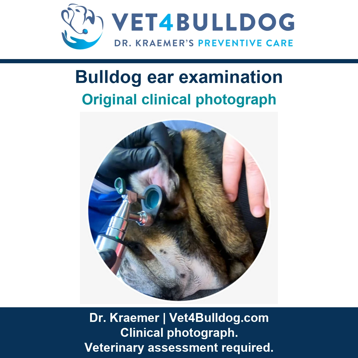 Original Bulldog ear examination photograph showing an otoscope, a gloved hand and the gently held ear.