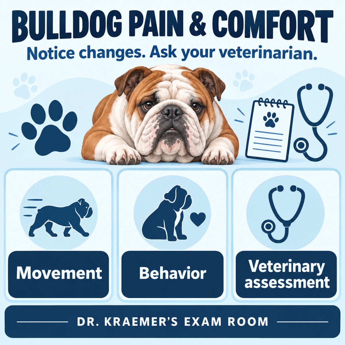 Illustrated Bulldog pain and comfort overview: notice movement and behavior changes and seek veterinary assessment