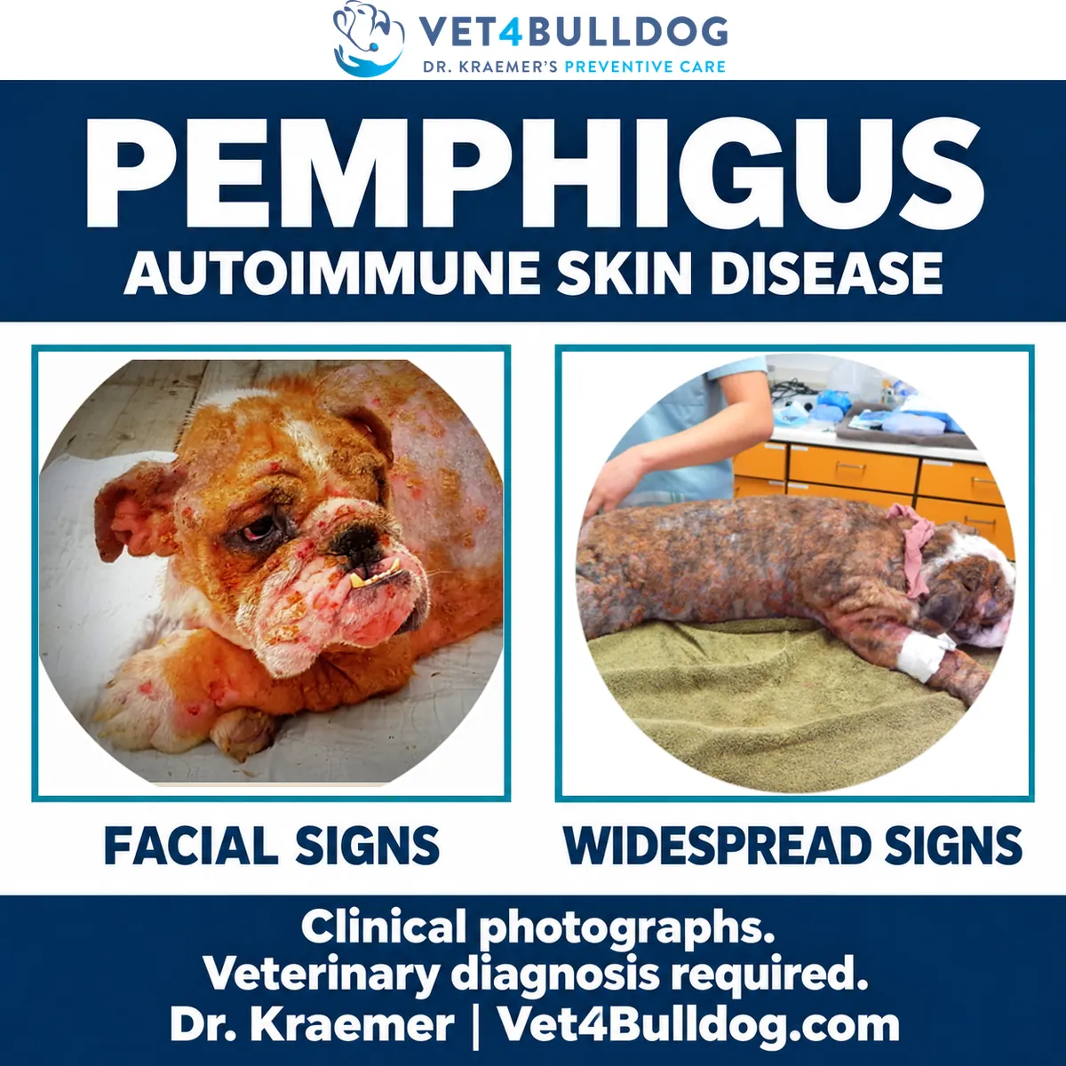 Two original Bulldog clinical photographs showing facial and widespread skin lesions in documented pemphigus cases