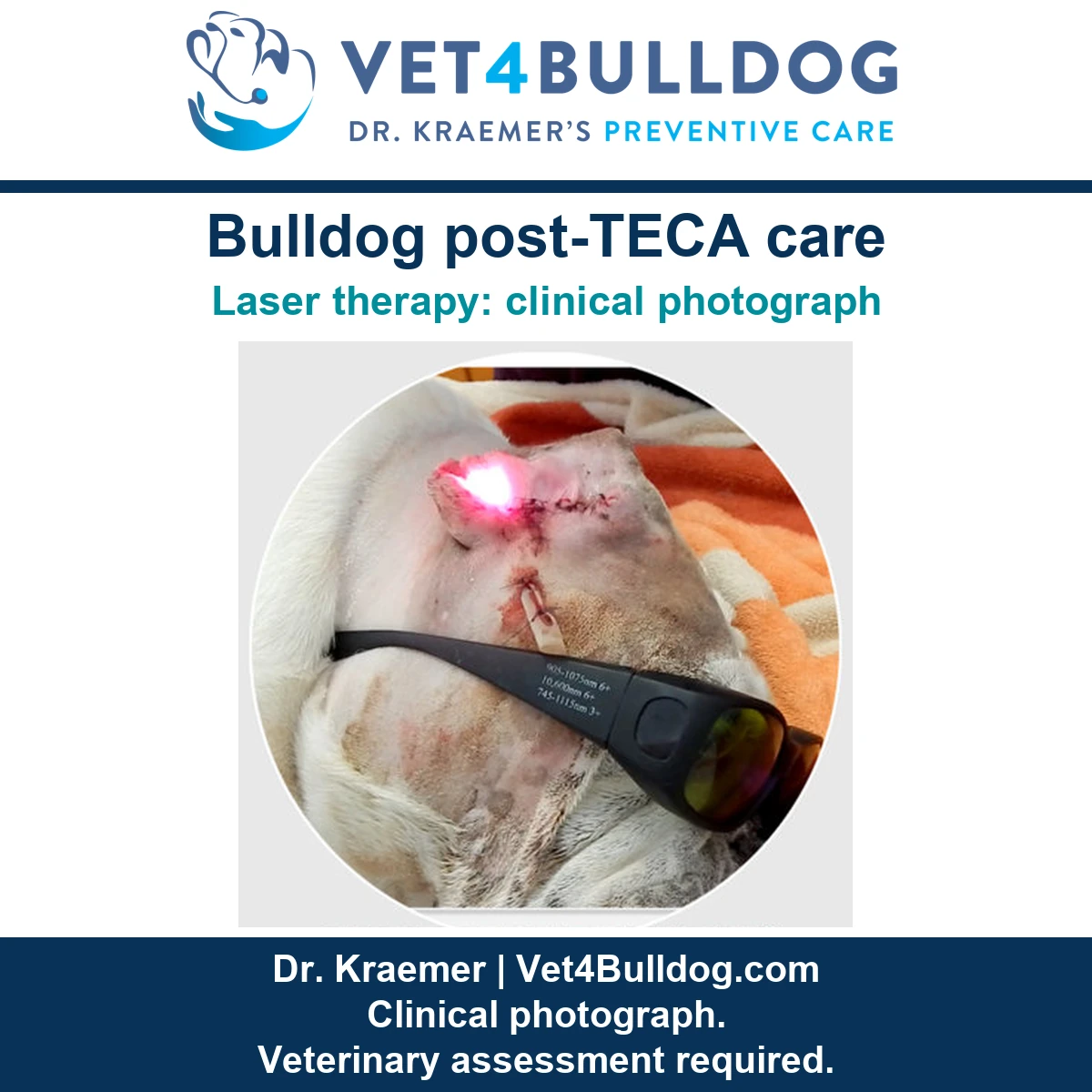 Original Bulldog postoperative laser therapy photograph showing protective glasses, sutures and an ear surgery drain.