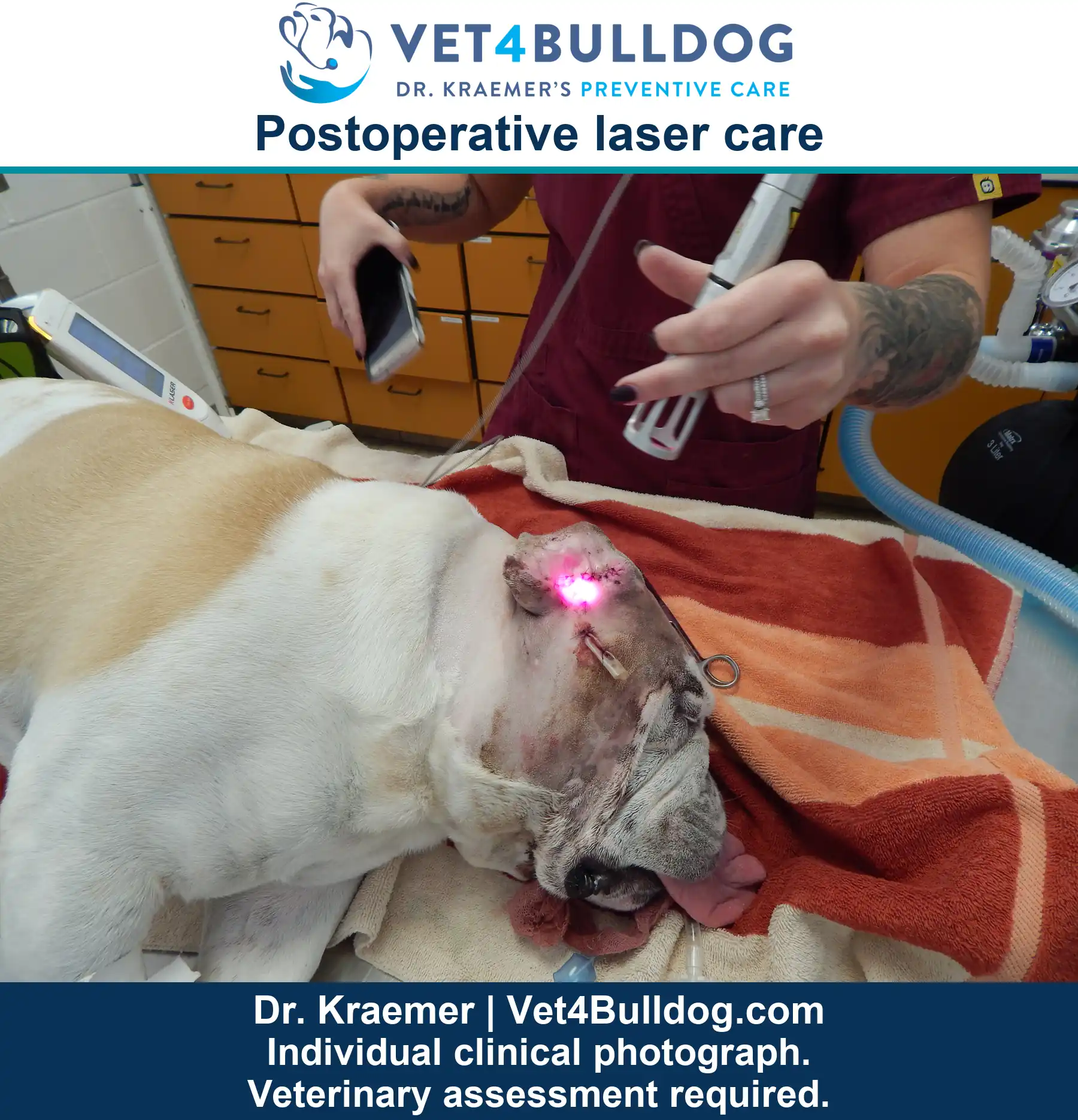 Bulldog lying on a towel during postoperative laser care beside a technician and surgical ear drain.