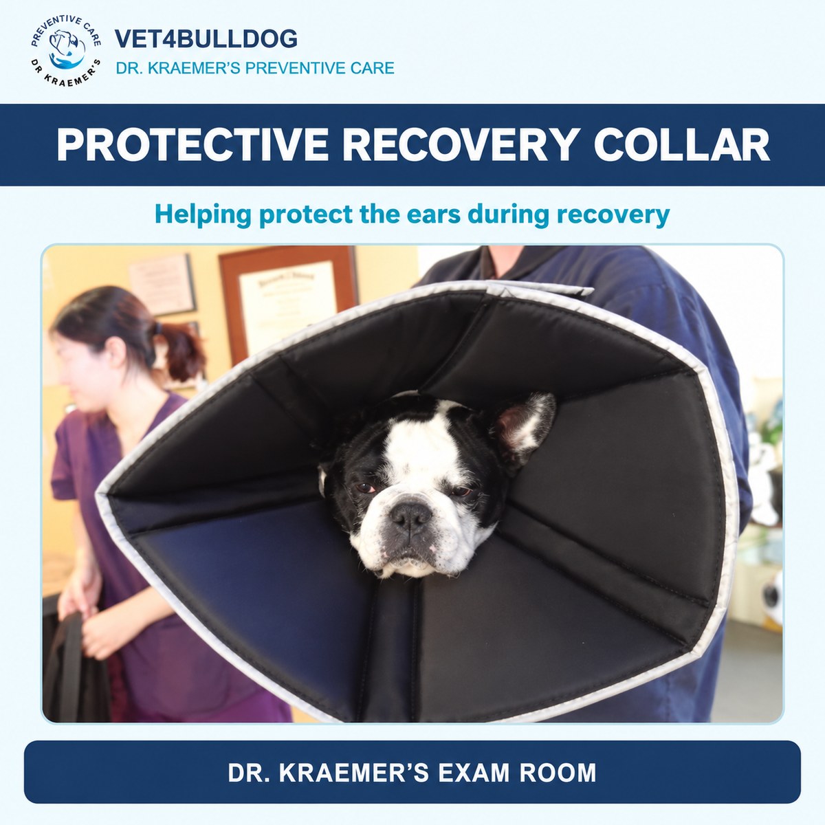 Bulldog wearing a large padded recovery collar to help protect the ears from scratching.