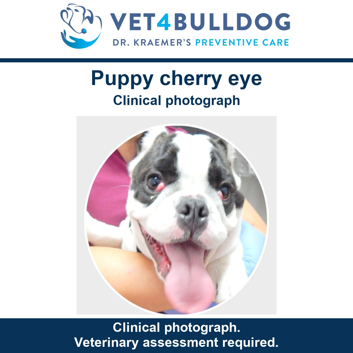 Black and white Bulldog puppy with pink protrusions at both inner eye corners, held during examination.