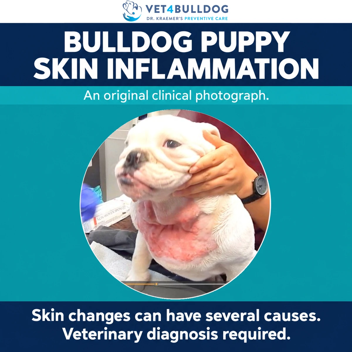 White Bulldog puppy with visible redness beneath the neck, supported during a clinical examination.