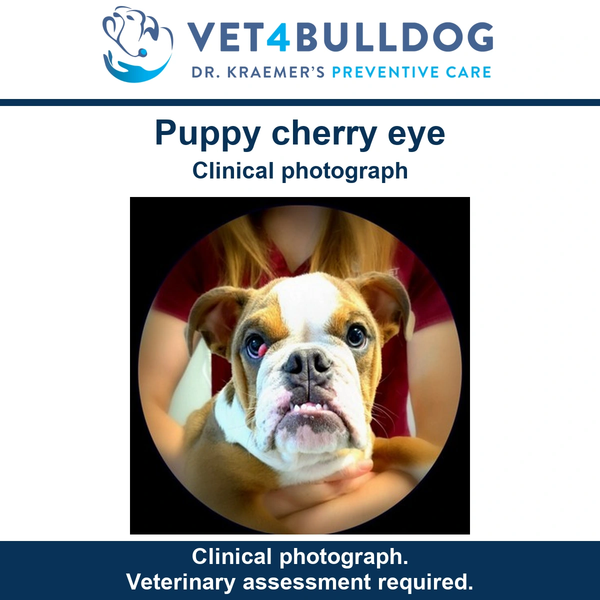Fawn and white Bulldog puppy with a pink gland visible at one inner eye corner, held for examination.