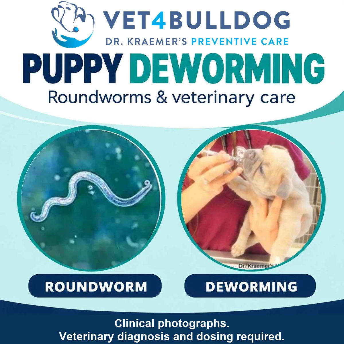 Roundworm photograph beside a Bulldog puppy receiving oral medication, with a veterinary diagnosis and dosing caution.