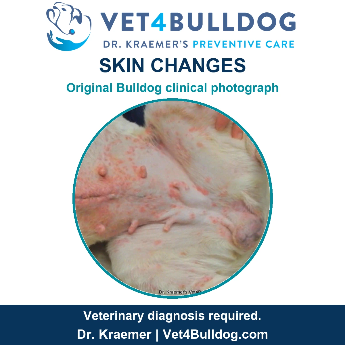 Original Bulldog abdominal skin photograph showing redness and multiple skin lesions beside the original examination hand.